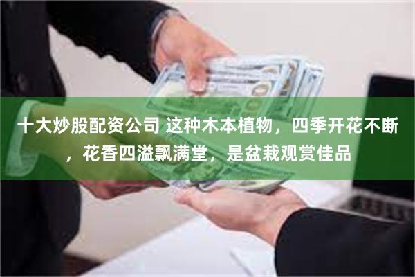 十大炒股配资公司 这种木本植物，四季开花不断，花香四溢飘满堂，是盆栽观赏佳品